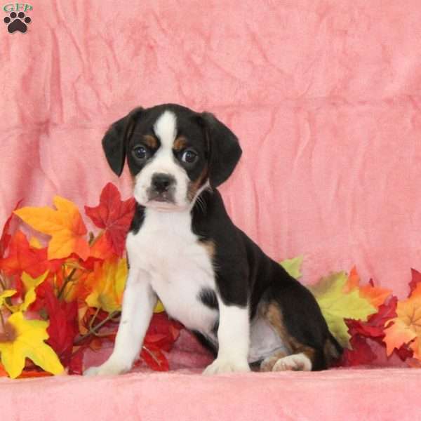 Tulip, Boston Terrier Mix Puppy